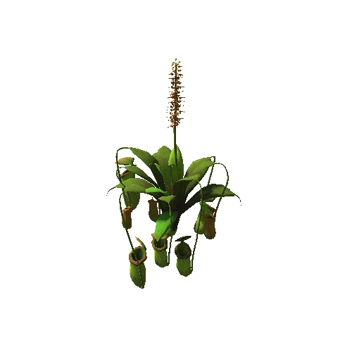 Flower Nepenthes attenboroughii3